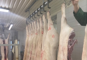Bács-Kiskun county Csávoly pig slaughterhouse for sale 