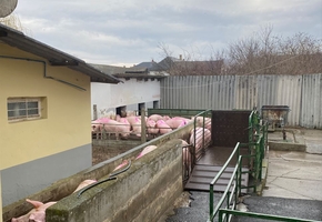 Bács-Kiskun county Csávoly pig slaughterhouse for sale 